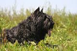 BOUVIER DES FLANDRES 494